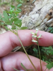 Ceratocapnos claviculata