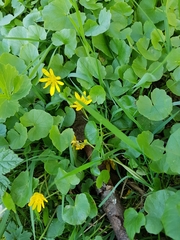 Ficaria verna