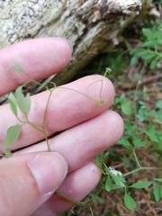 Ceratocapnos claviculata