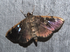 Pantographa expansalis