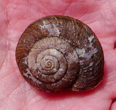 Helminthoglypta sanctaecrucis