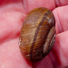 Helminthoglypta sanctaecrucis