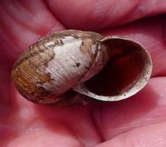 Helminthoglypta sanctaecrucis