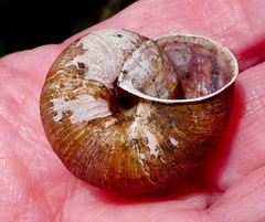 Helminthoglypta sanctaecrucis