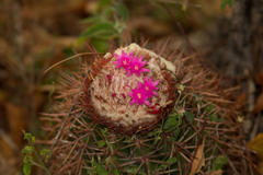 Melocactus