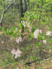 Rhododendron schlippenbachii