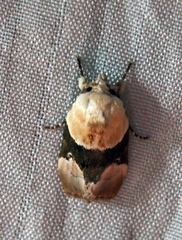 Chlamydastis tryphon