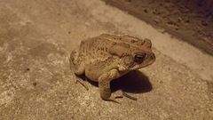 Anaxyrus americanus charlesmithi
