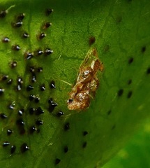 Corythucha incurvata