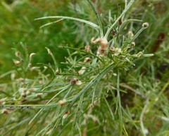Aceria paracalifornica