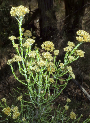 Ozothamnus adnatus