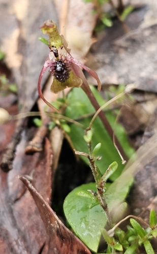 Image of Chiloglottis seminuda by (c) Rosalie Lawrence, some rights reserved (CC BY)