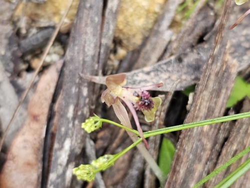 Image of Chiloglottis seminuda by (c) Rosalie Lawrence, some rights reserved (CC BY)