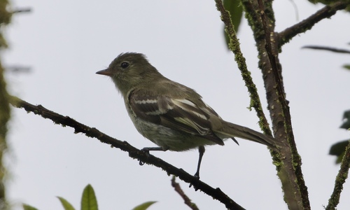 Sierran Elaenia (Elaenia pallatangae), photo 5