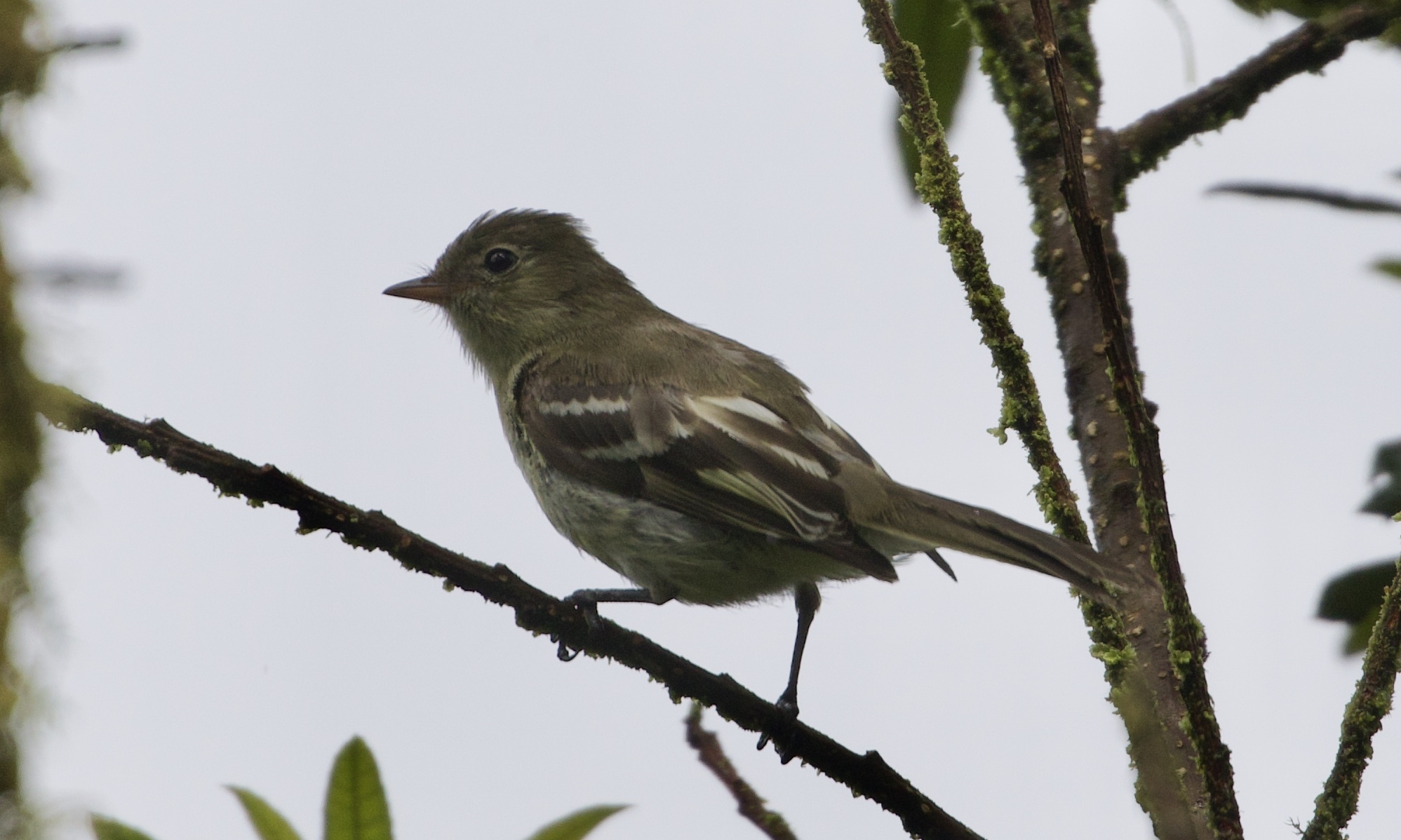 Sierran Elaenia (Elaenia pallatangae), photo 6