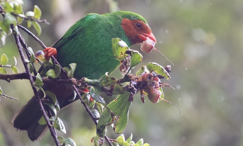 Grass-green Tanager (Chlorornis riefferii), photo 6