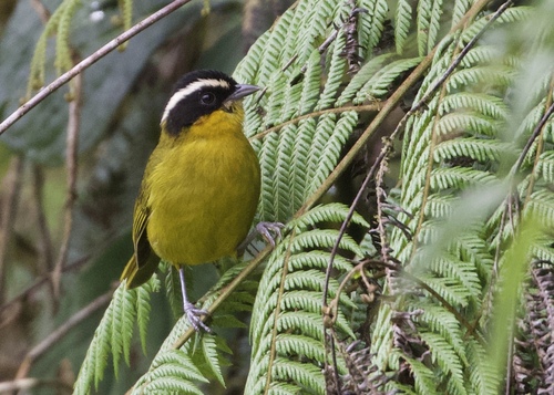 Black-capped Hemispingus (Kleinothraupis atropileus), photo 9