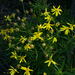 Senecio macranthus - Photo (c) Lachlan Copeland, some rights reserved (CC BY-NC), uploaded by Lachlan Copeland