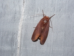 Hemiceratinae