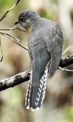 Fan-Tailed Cuckoo photo 6