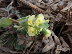 Corydalis bracteata