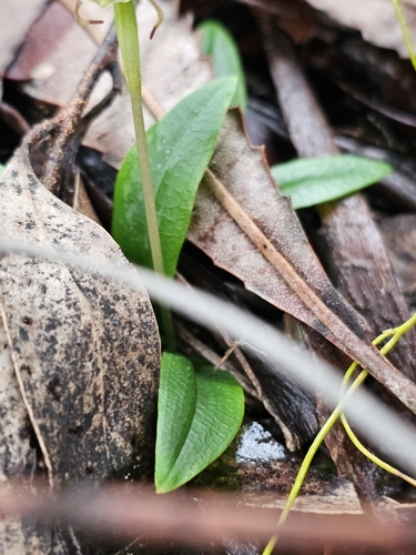 Image of Chiloglottis seminuda by (c) Rosalie Lawrence, some rights reserved (CC BY)