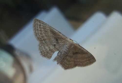 Scopula virgulata