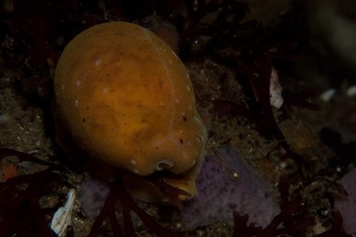 Cypraea fuscodentata observed 2024-02-19