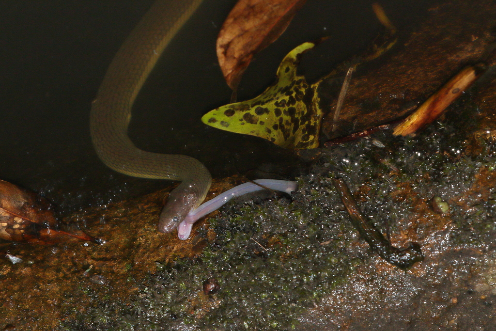 Shenzhen Mountain Stream Snake