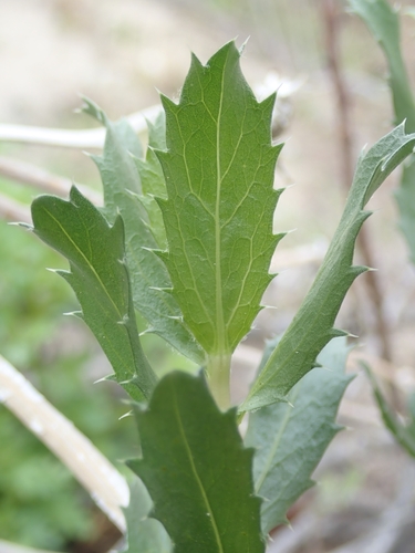Image of Xylorhiza orcuttii by (c) Jason Schock, some rights reserved (CC BY)
