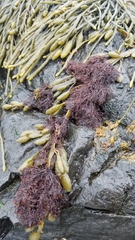 Vertebrata lanosa