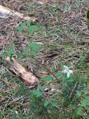 Ceratocapnos claviculata