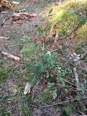 Ceratocapnos claviculata