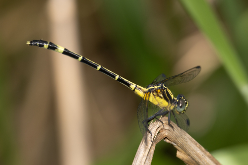 Austrogomphus prasinus Tillyard, 1906