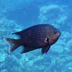 Blackray Damselfish photo 2