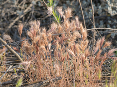 Bromus rubens