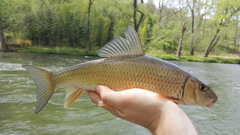 Moxostoma erythrurum