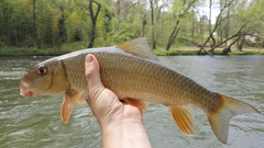 Moxostoma erythrurum