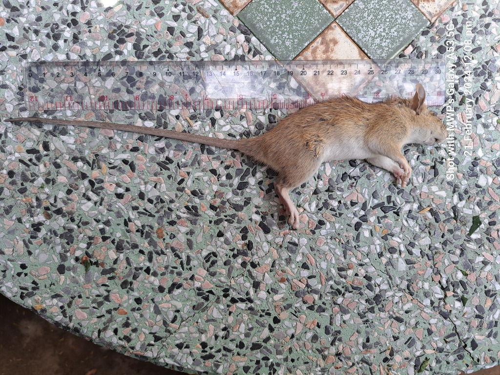 Oriental House Rat from Song Phi Nong, Song Phi Nong District, Suphan ...