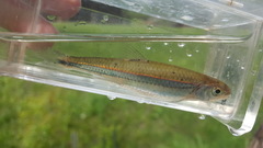 Notropis leuciodus