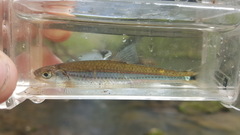 Notropis leuciodus