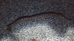 Sistrurus miliarius streckeri