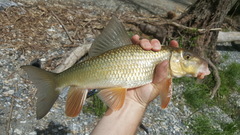 Moxostoma erythrurum