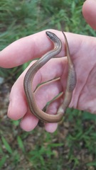 Virginia valeriae elegans