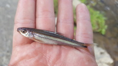 Notropis leuciodus