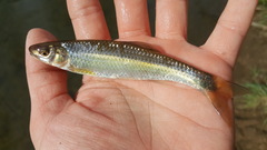 Whitetail Shiner photo 5