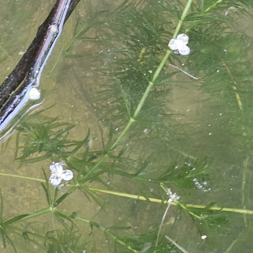 Elodea najas observed 2024-02-17