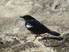 Thamnolaea cinnamomeiventris autochthones