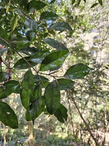 Drypetes indica, photograph 1