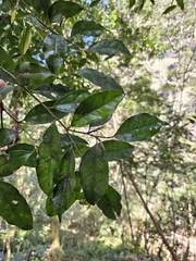 Drypetes indica, photograph (c) Yu-Chang Chen, some rights reserved (CC BY)